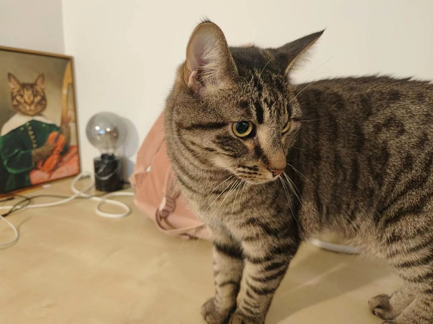 Xigua the cat
